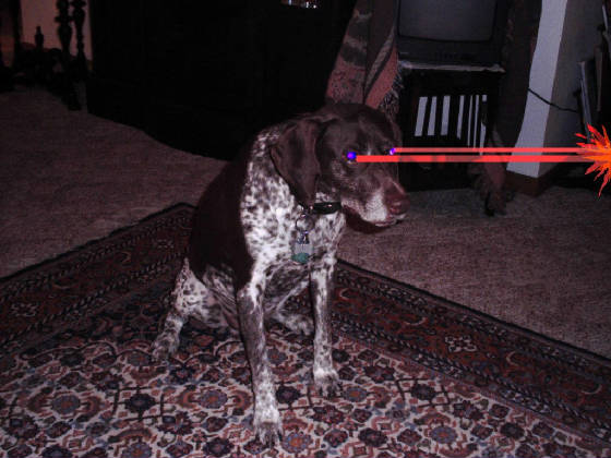 xraydog.jpg
