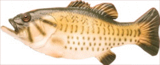 fish.gif